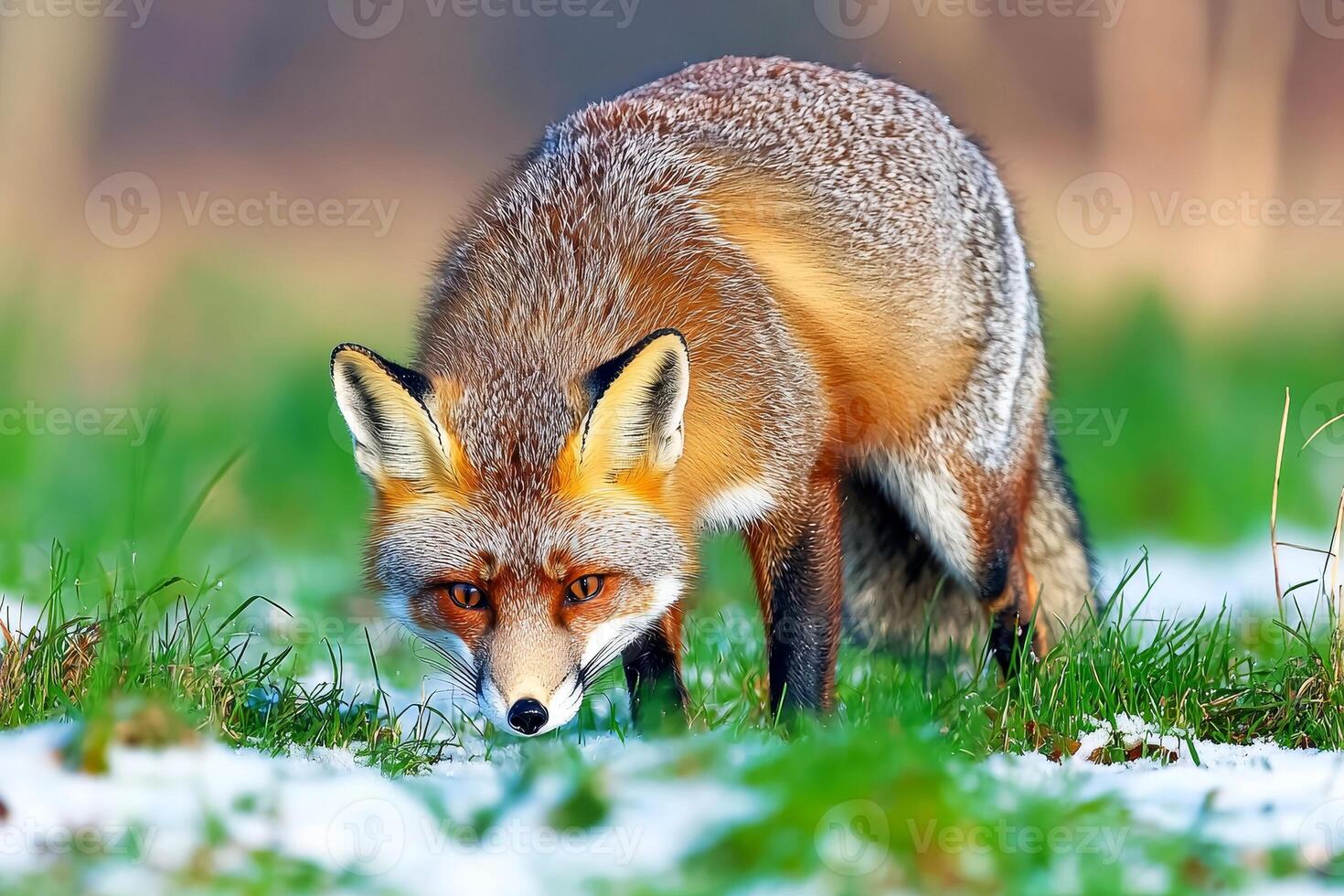 A fox foraging in a snowy field during winter. photo