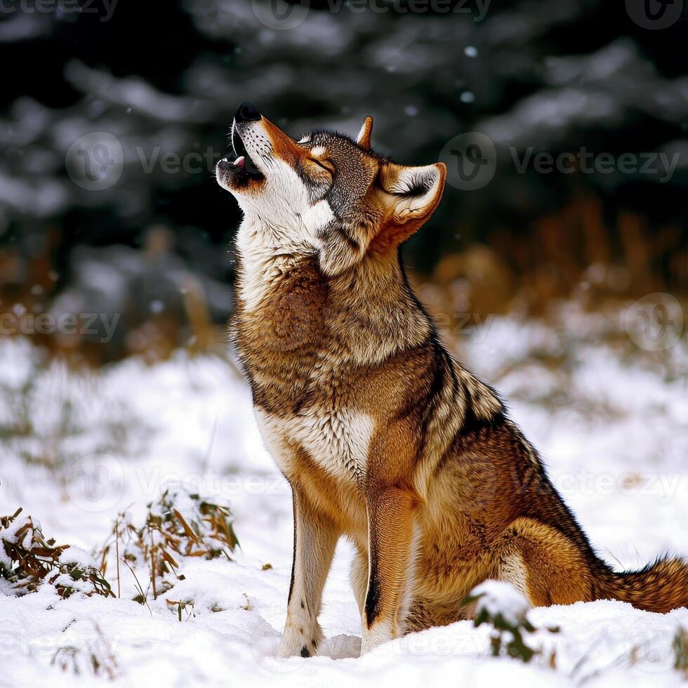 A Coyote howling in snowy forest setting. photo