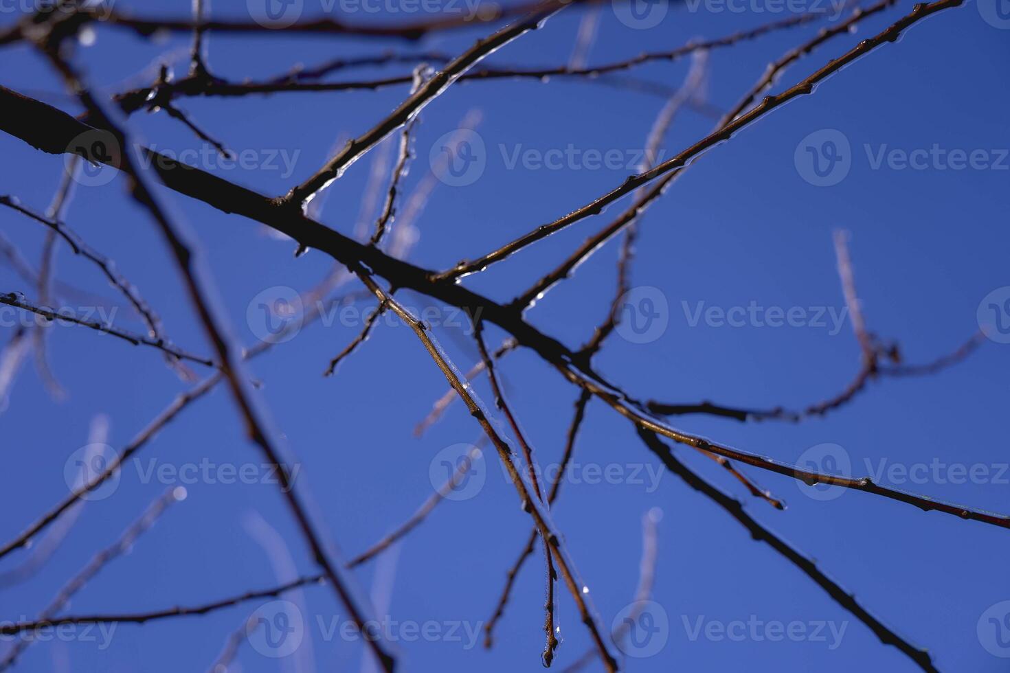the branches covered with a layer of ice, icicles photo