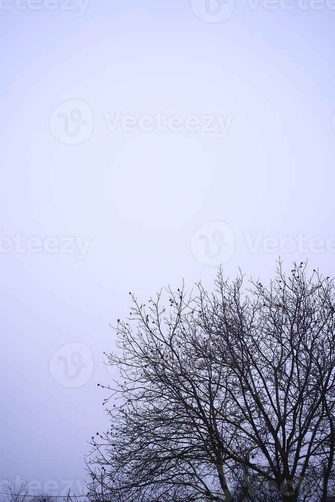 walnut tree against the background of the gray winter sky photo