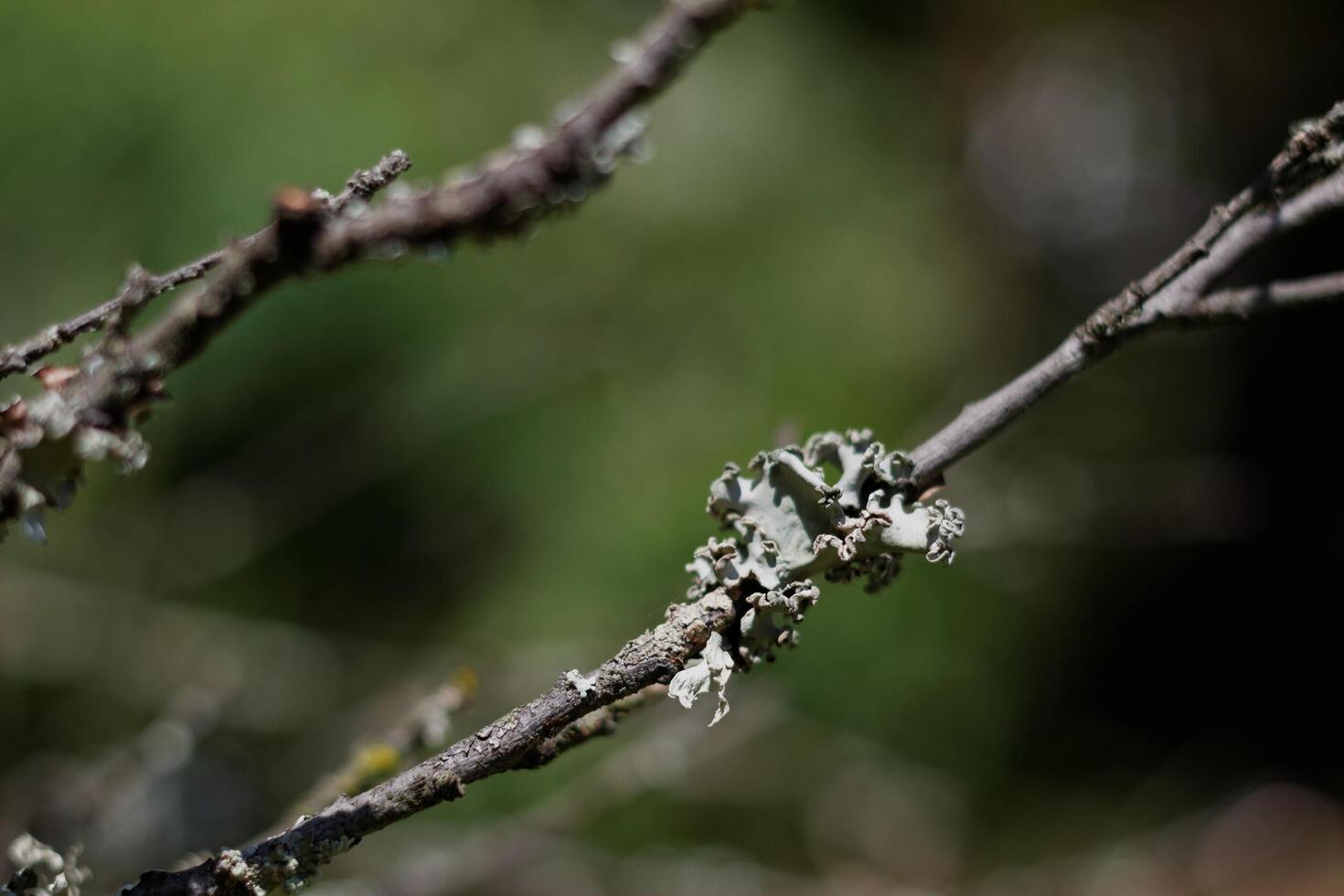 Ruffle Lichen on Branch photo