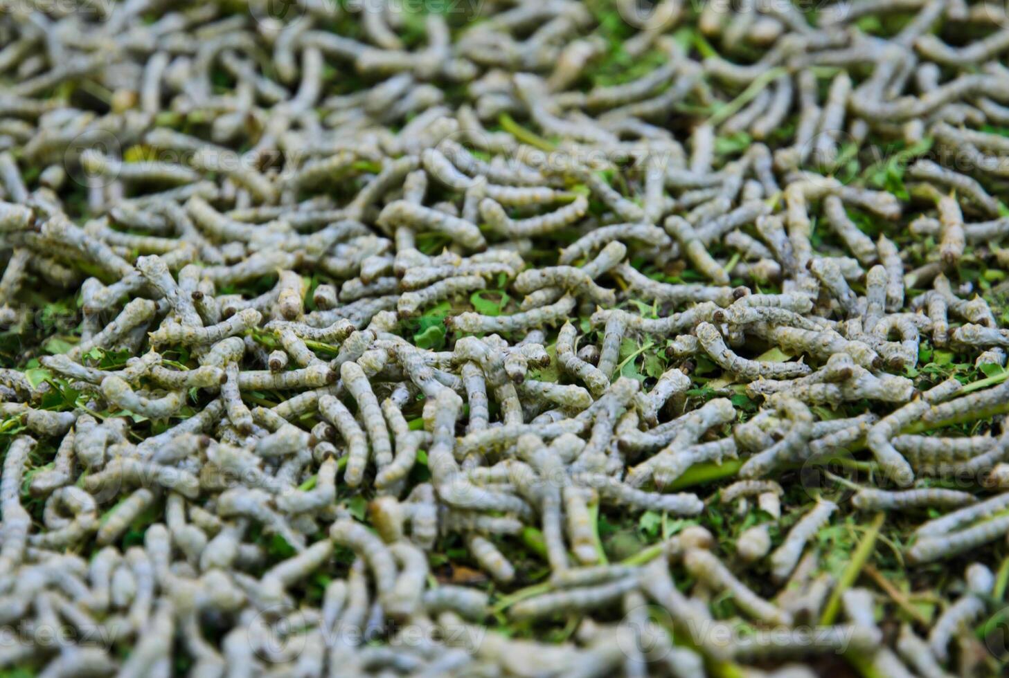 Silkworms on mulberry leaves photo