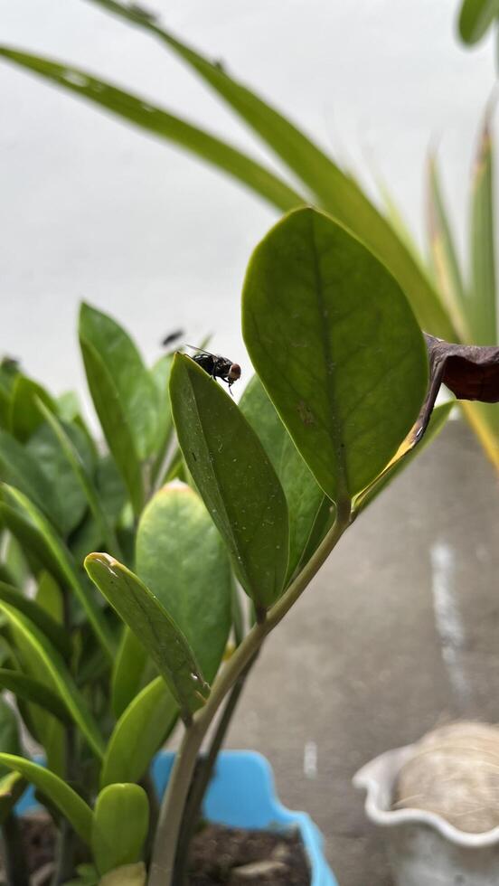 Green flies land on plant leaves photo