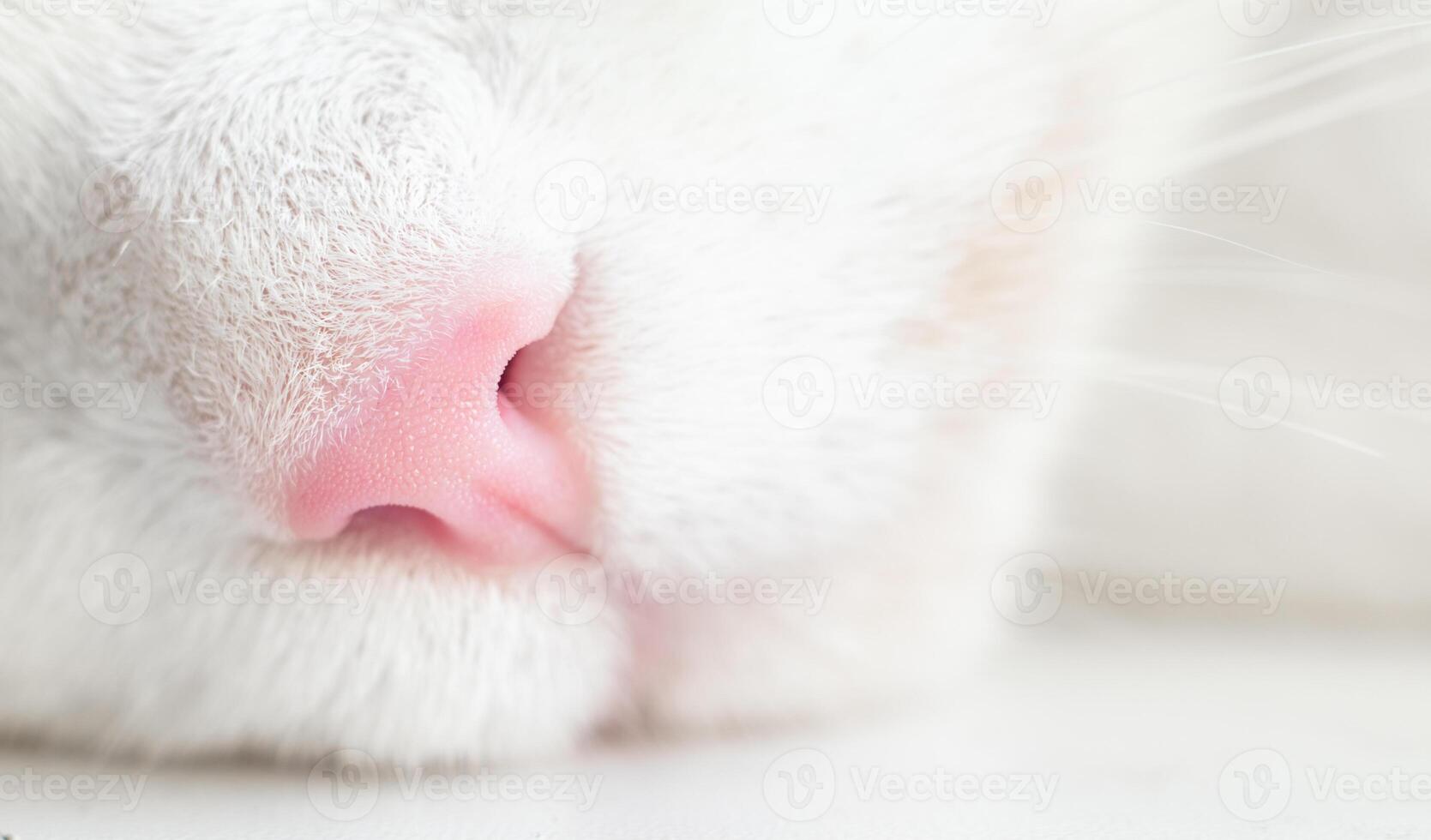 Cute feline pink nose macro close-up, White cat, kitten with a mustache. Great concept for greeting photo
