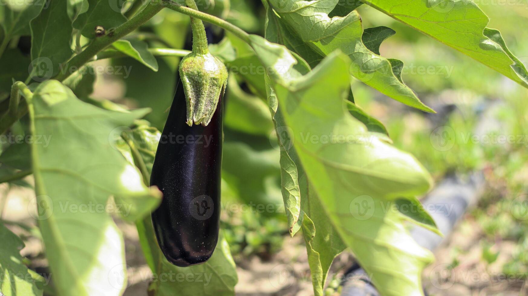 Ripe organic eggplant in the garden. Grows in the soil. Growing vegetables under the open sky. photo