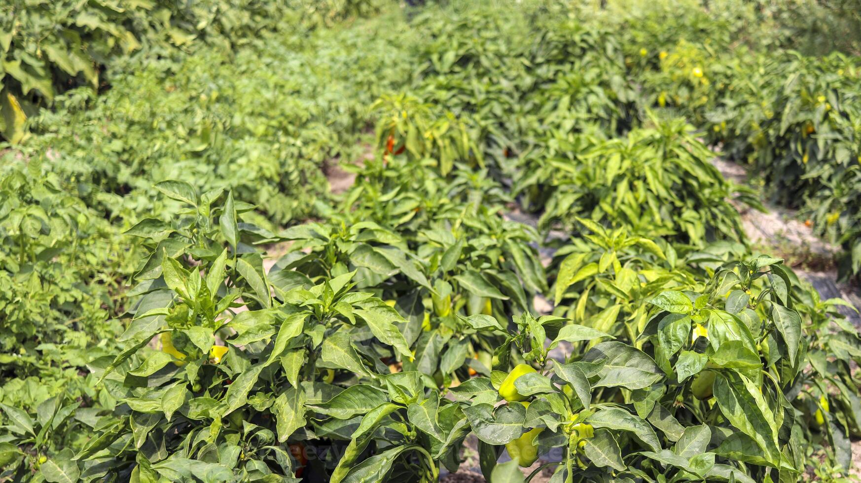 A bushs of sweet green pepper growing in the garden under the sun, the concept of organic growing of vegetable plants in an open field. photo