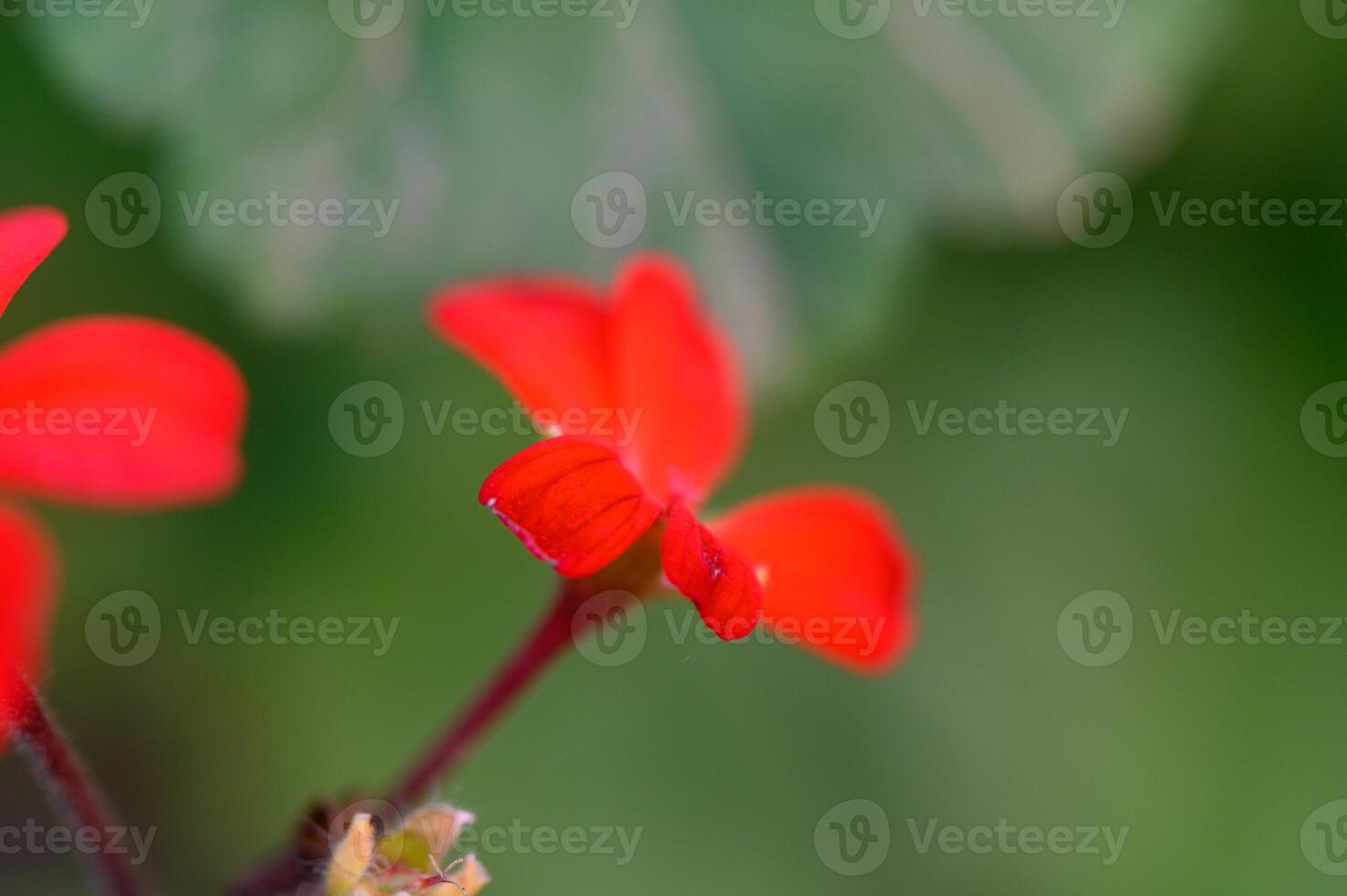 Bright red flower petals bloom against a soft green background in a serene garden setting during spring photo