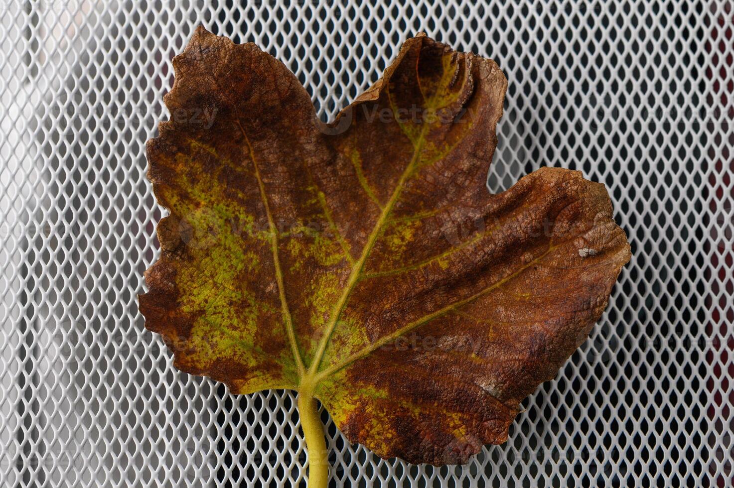 Vibrant brown leaf resting on a textured mesh background in soft natural light photo