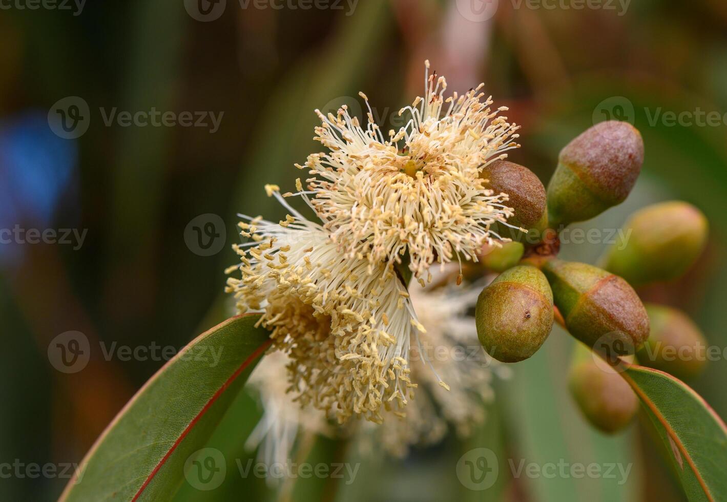 Blossoming eucalyptus flowers surrounded by lush green foliage in a sunny garden setting photo