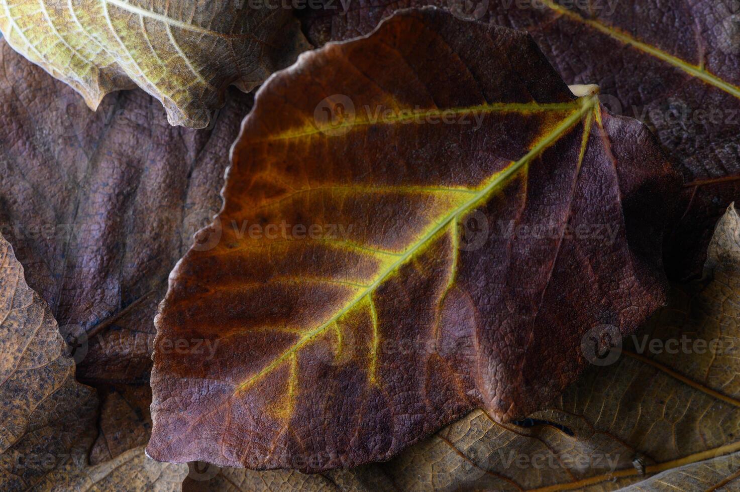 Colorful layers of dried leaves showcasing intricate textures and patterns in autumn embrace photo