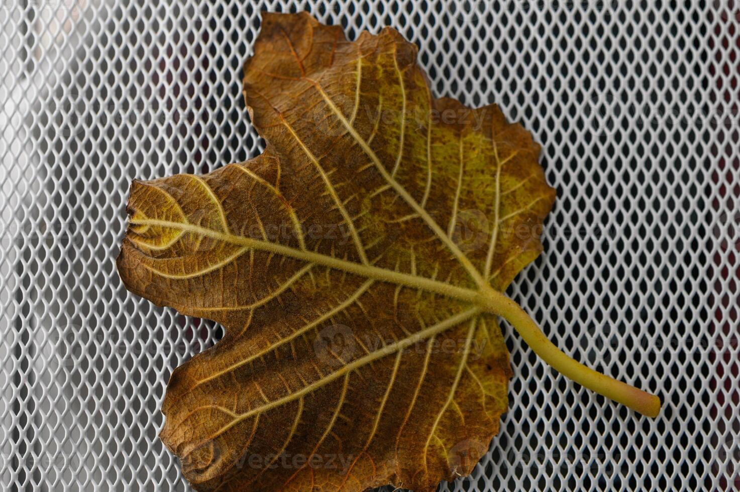 Intricate patterns of a fallen leaf resting on a fine mesh surface in autumn light photo