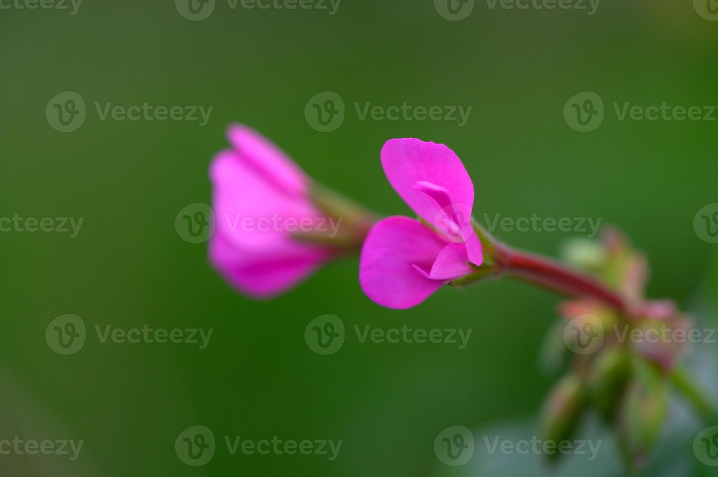 Delicate pink flowers bloom gracefully against a lush green background in a serene garden setting photo