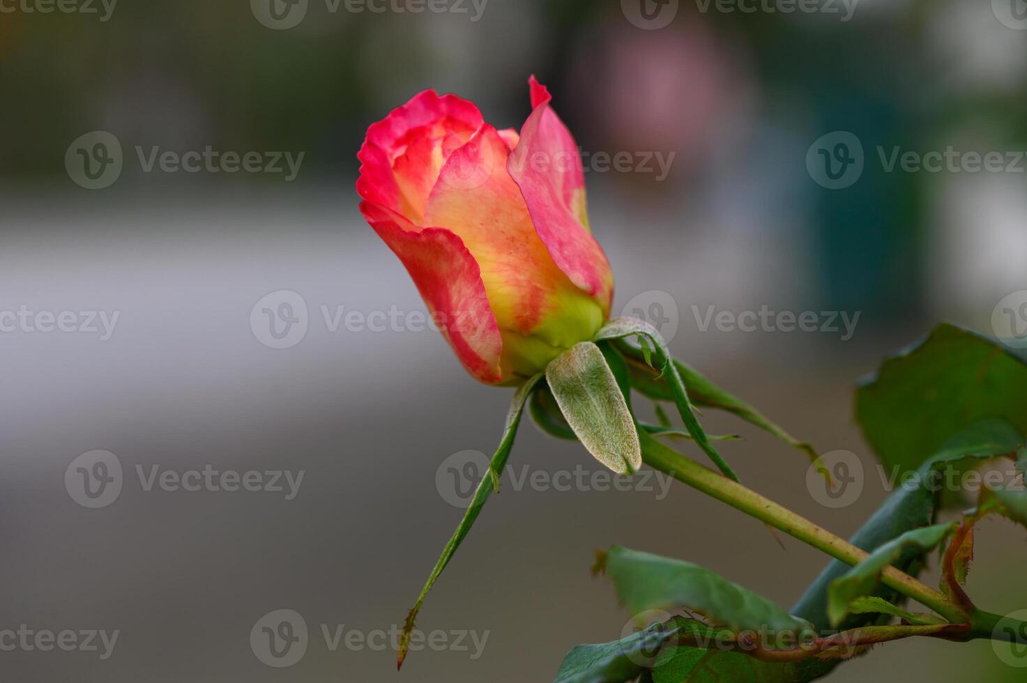 Vibrant rose blooms amidst greenery in a peaceful garden setting during the afternoon light photo