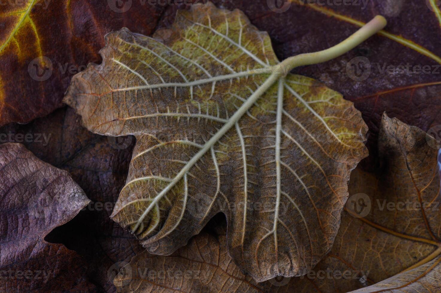 Intricate patterns of autumn leaves captured on a vibrant forest floor photo