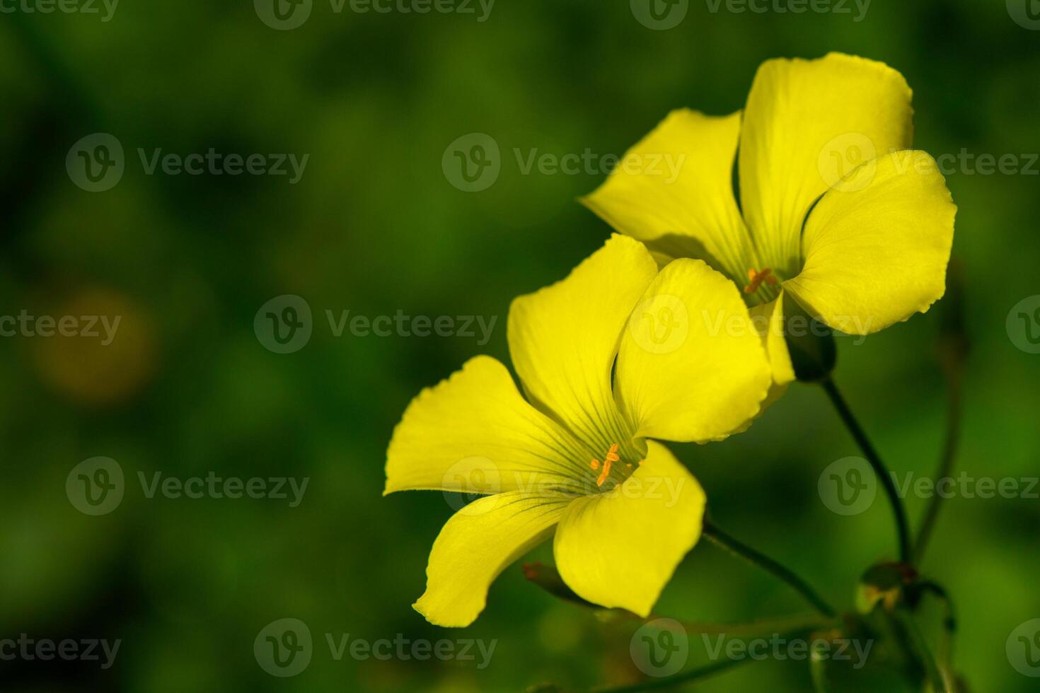 Bright yellow flowers bloom vibrantly in a lush green garden during a sunny afternoon photo