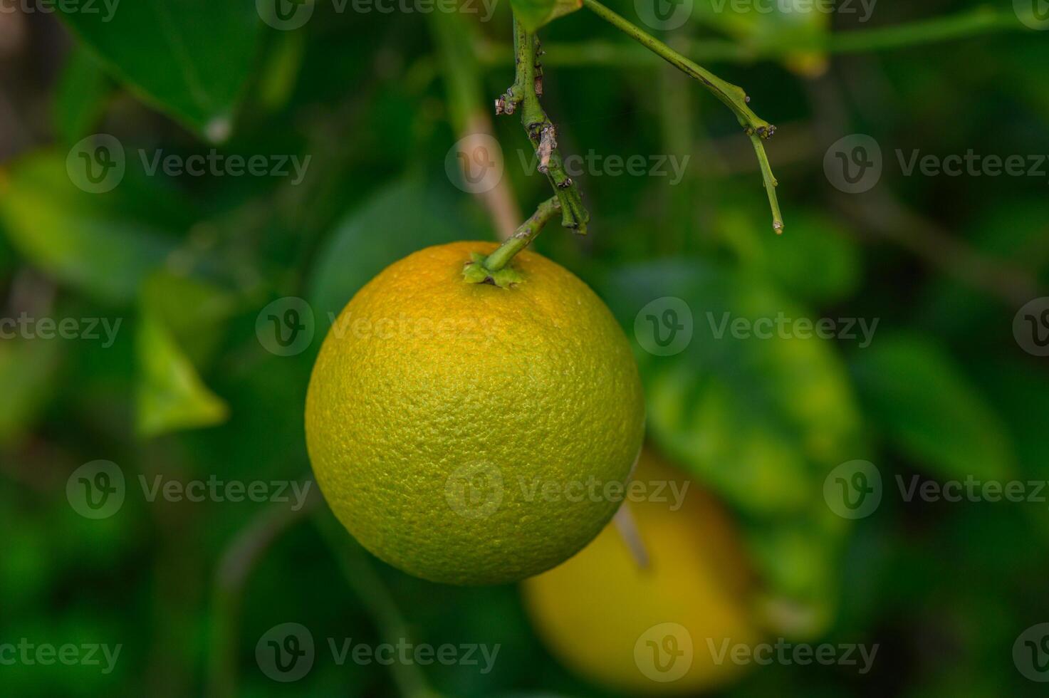Vibrant orange fruit hanging from a branch in a lush garden during a sunny afternoon photo