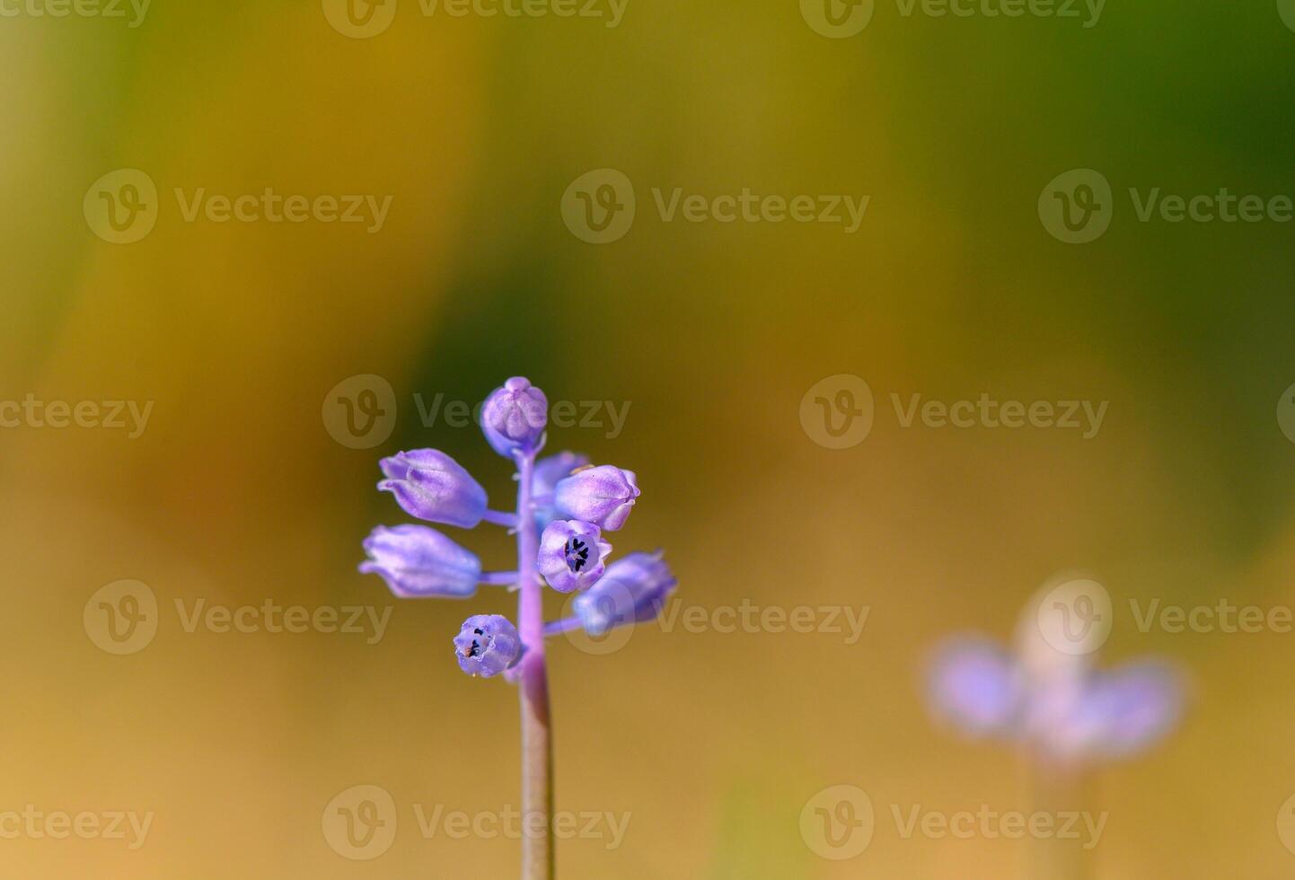 Delicate purple flowers bloom against a softly blurred background in a tranquil garden setting during early spring photo