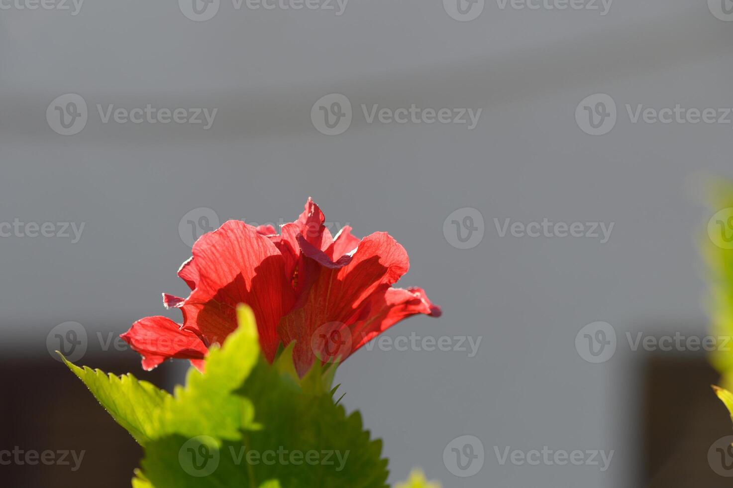 Bright red flower gracefully blooming against a softly blurred background in a sunny garden setting photo