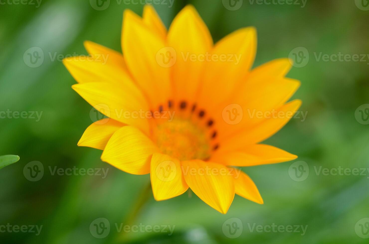 Bright yellow flower blooms vibrantly under a sunny sky showcasing the beauty of nature photo
