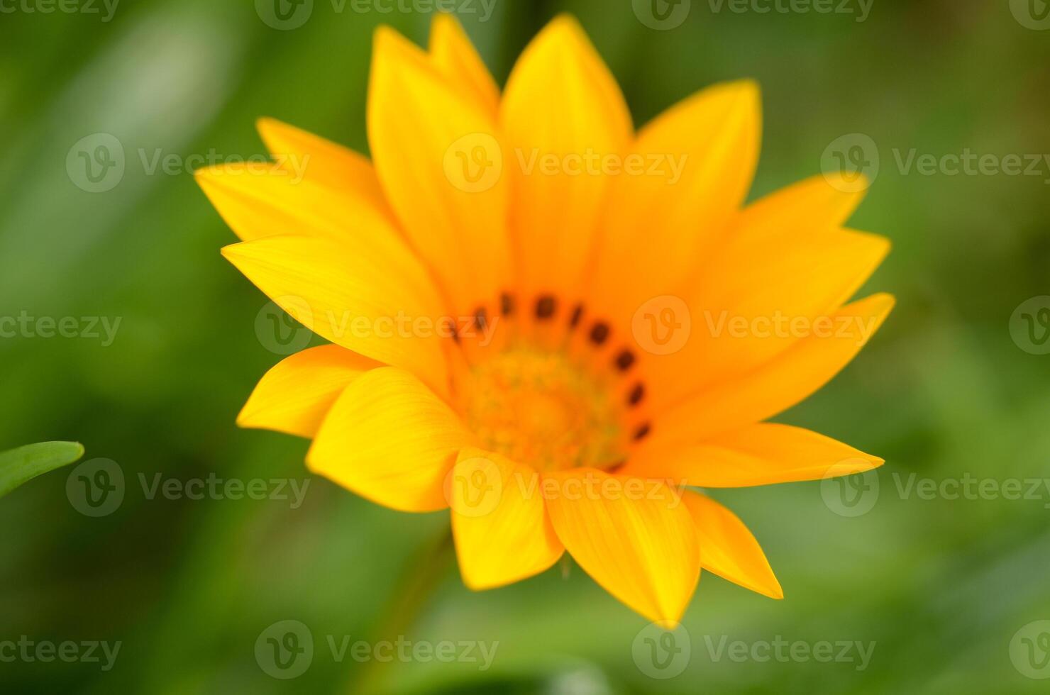 Bright yellow flower blooms gracefully in a sunlit garden during springtime photo