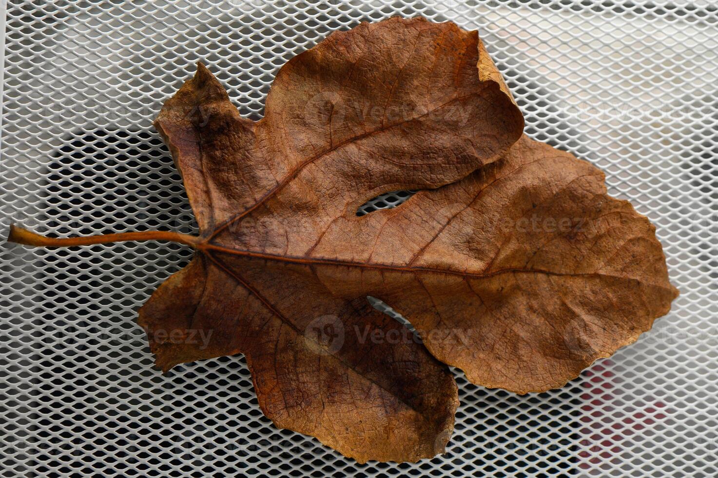 Captivating autumn leaf resting on a delicate mesh surface under soft natural light photo