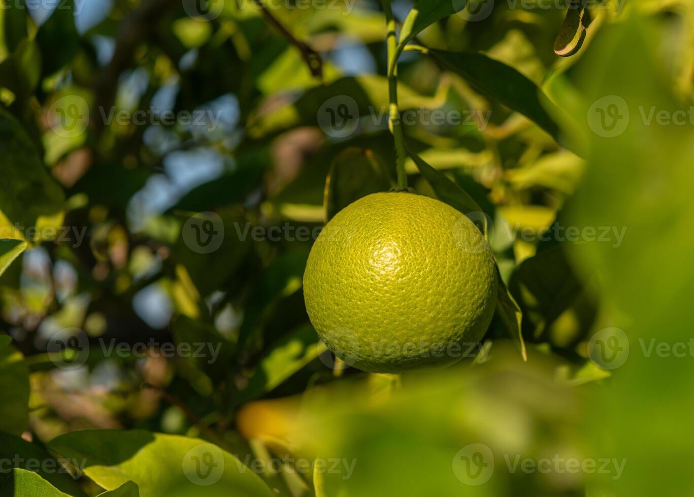 Lush citrus grove showcasing a single ripe lime during a sunlit afternoon. photo