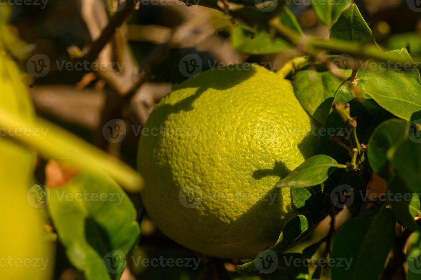 Lush green citrus fruit ripening under the warm sun in a vibrant orchard setting. photo