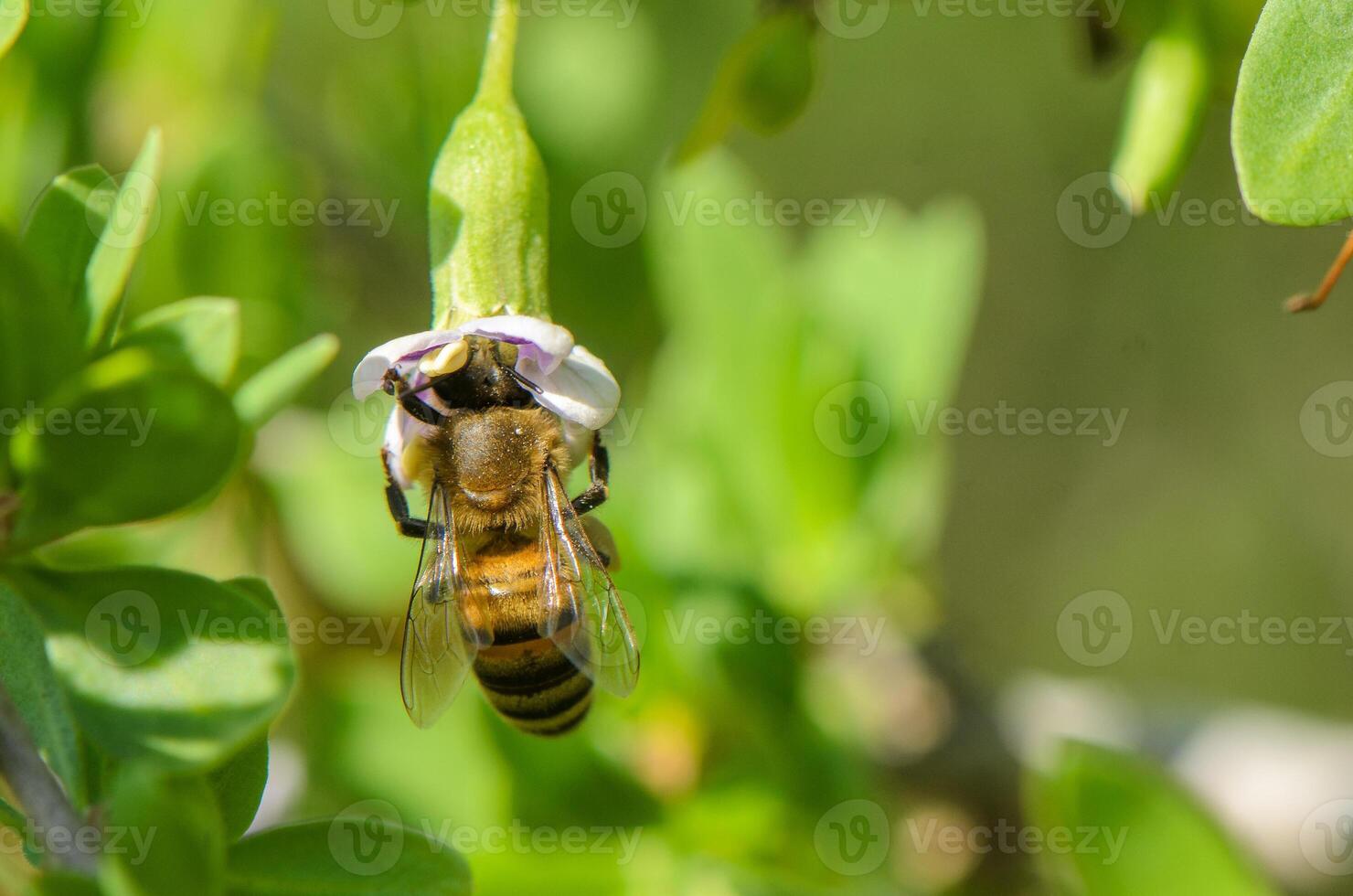 Honey bee pollinates delicate flower under bright sunlight in a lush garden setting photo