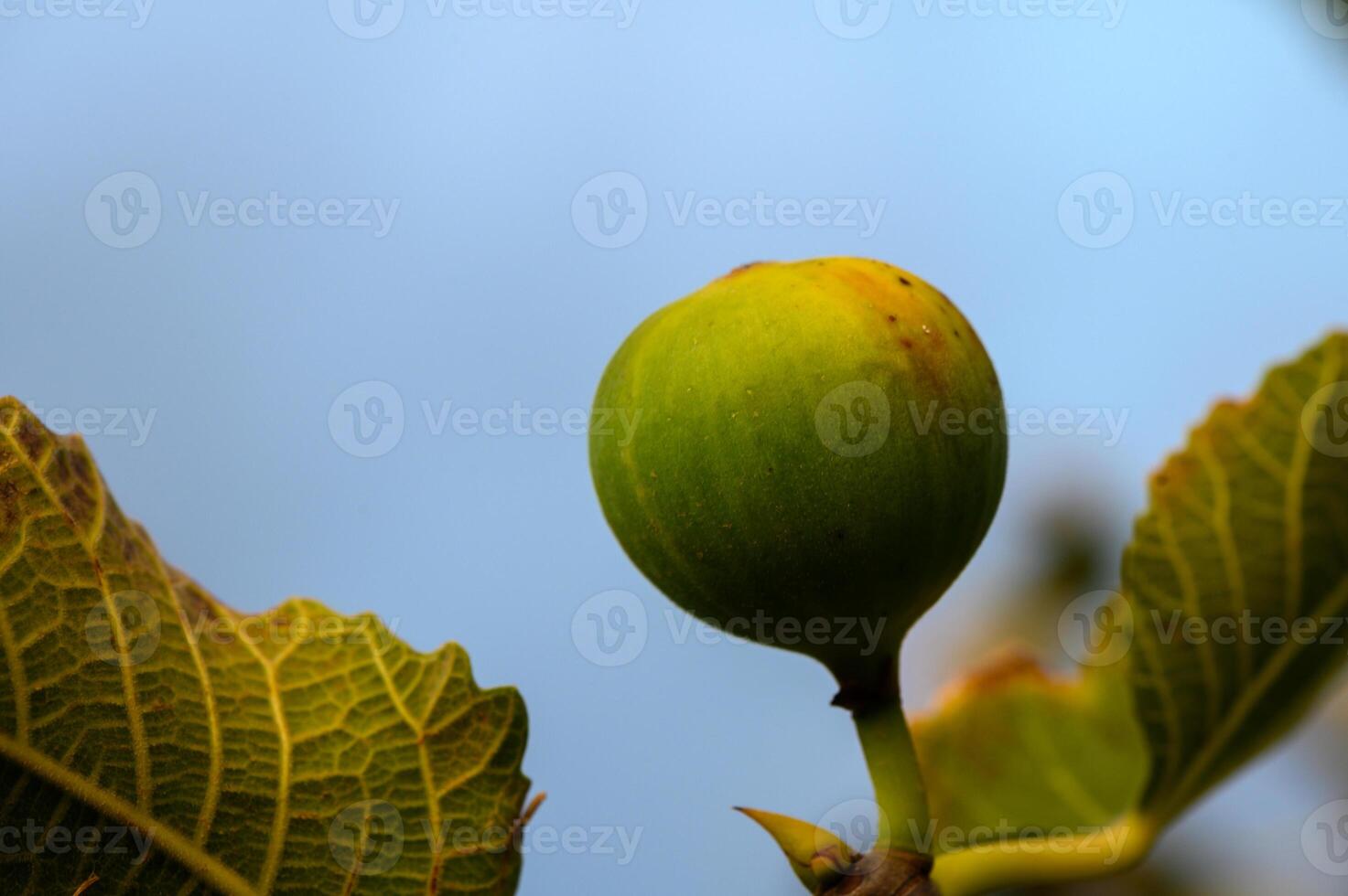 Green fig developing on a branch amidst lush leaves under a bright sky photo