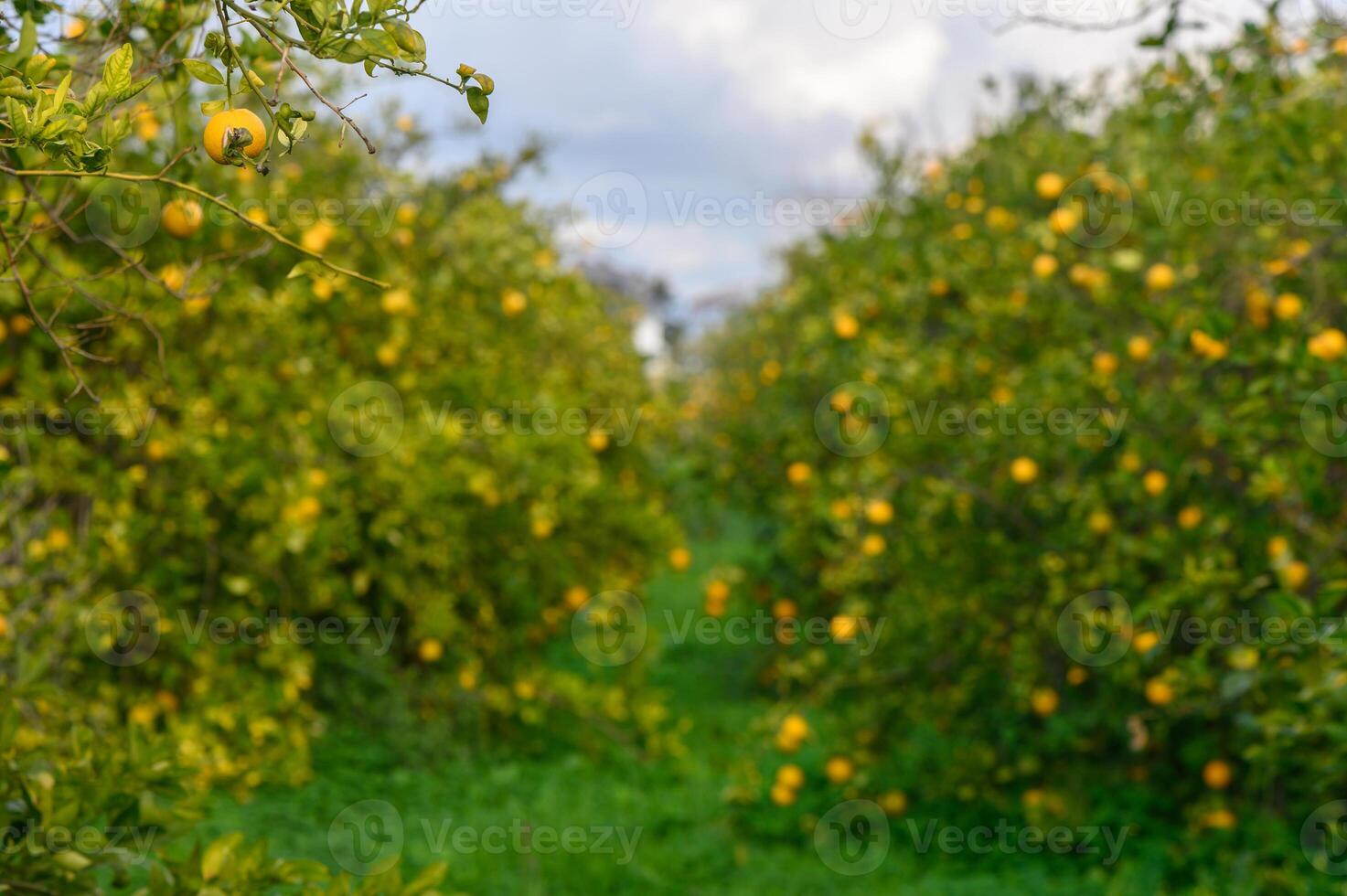 Lush citrus grove bursting with ripe oranges under a soft, overcast sky in early autumn photo