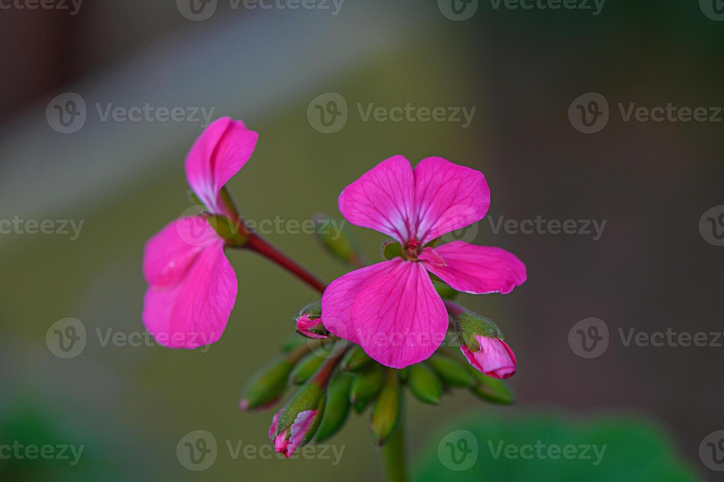 Blooming pink flowers captured in a serene garden setting during golden hour photo