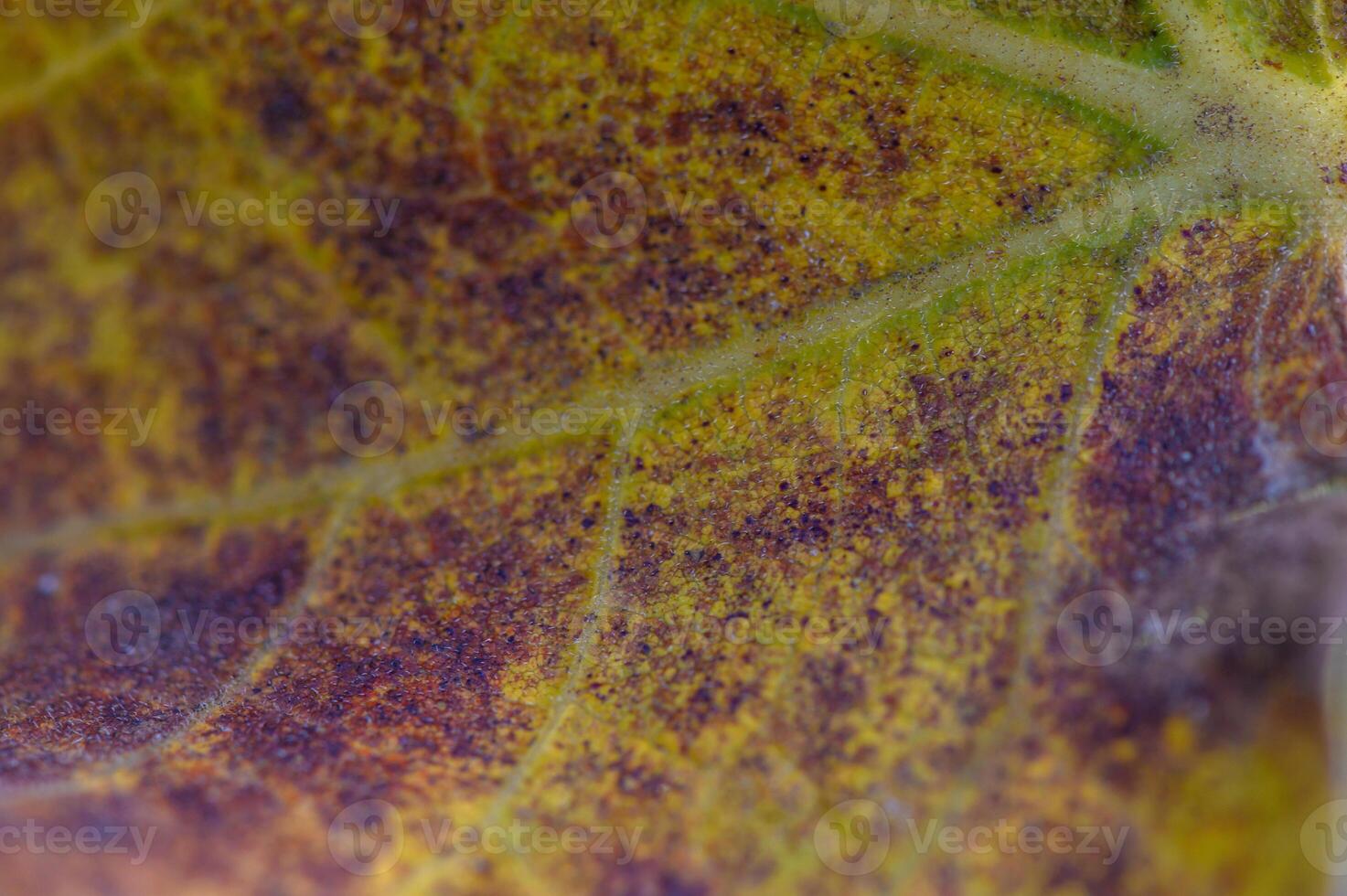 Detail of a textured leaf reflecting autumn's vibrant hues and intricate patterns in natural light photo