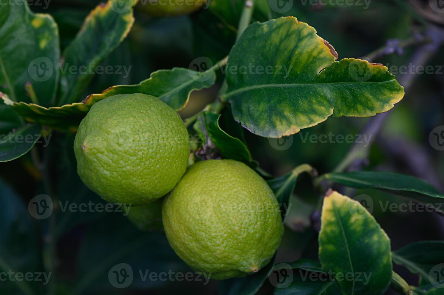 Fresh green limes hang from a tree amidst lush green leaves in a vibrant garden photo