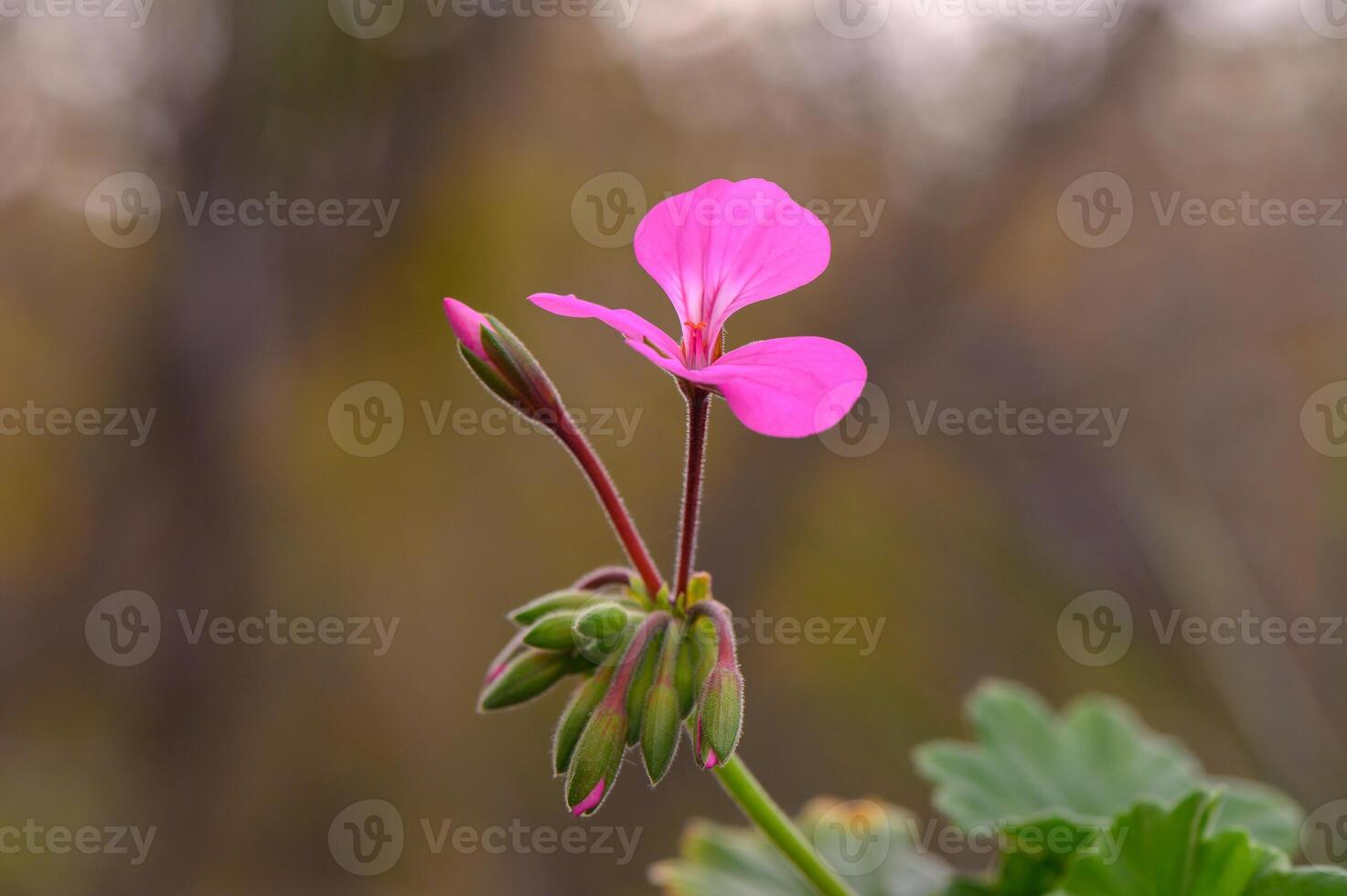 Blooming pink flower showcases nature delicate beauty in a tranquil garden setting during early spring photo