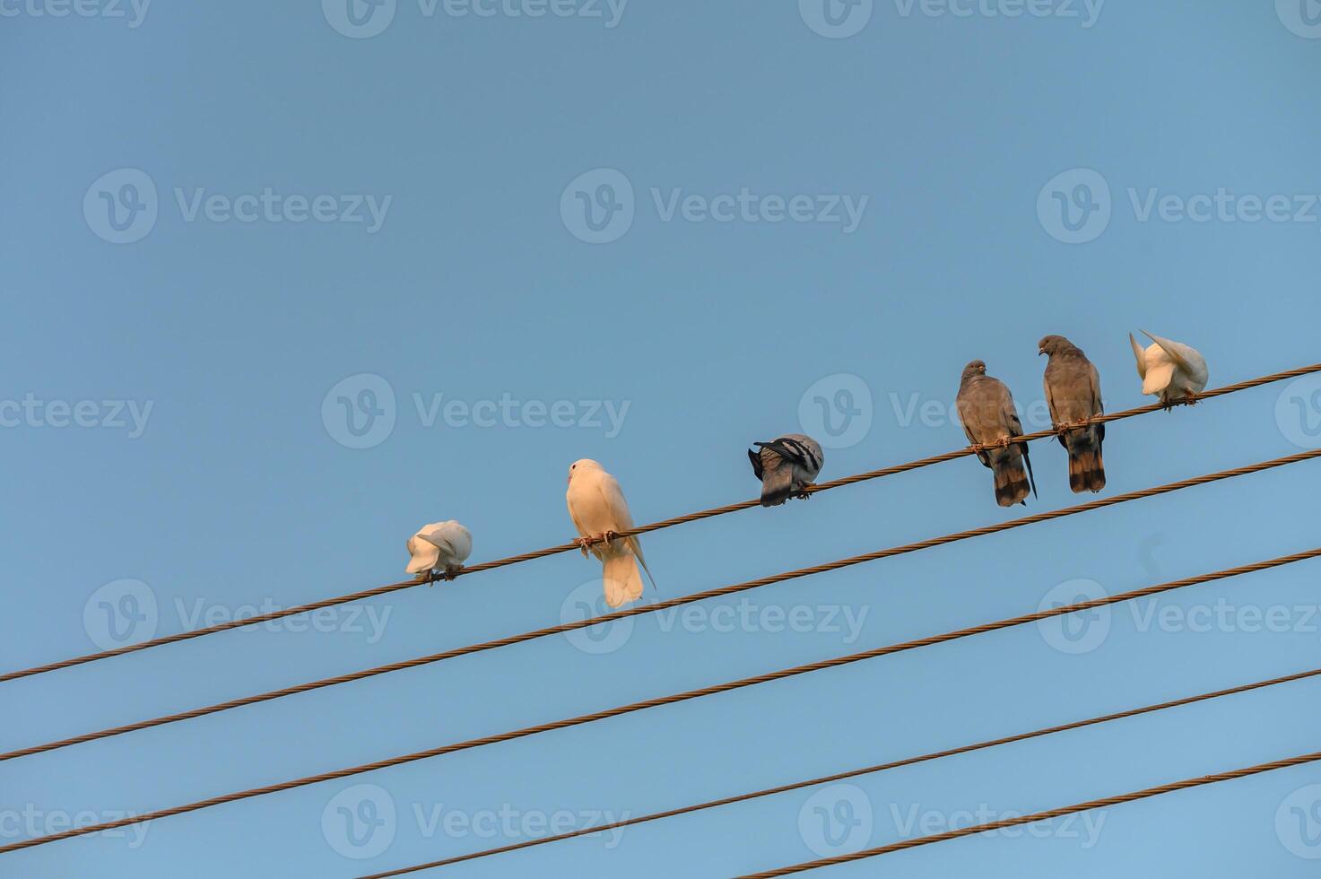 Birds perched on power lines against a clear blue sky during a serene afternoon photo