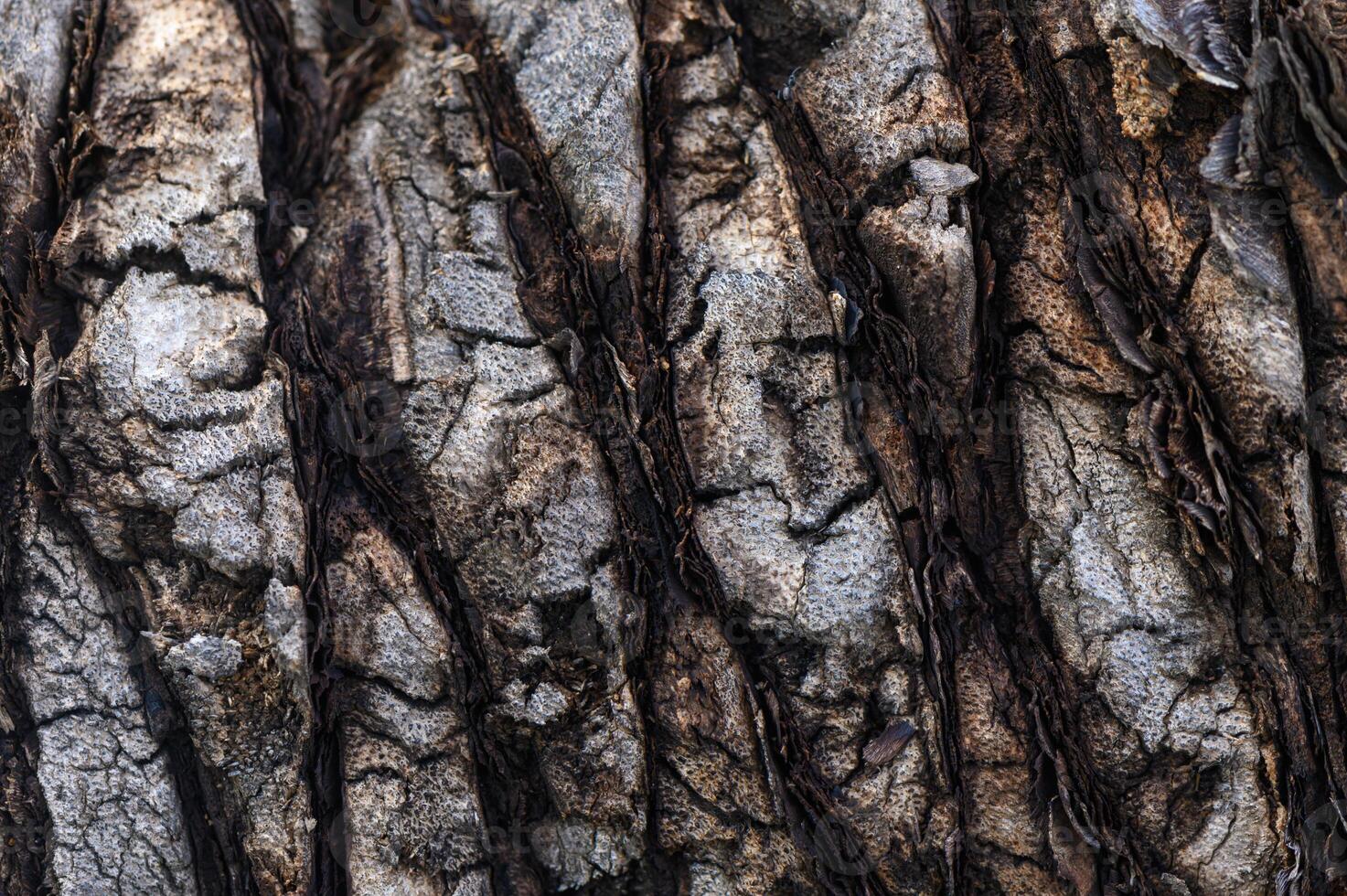 Textures of ancient bark reveal nature's intricate patterns in an enchanted forest photo