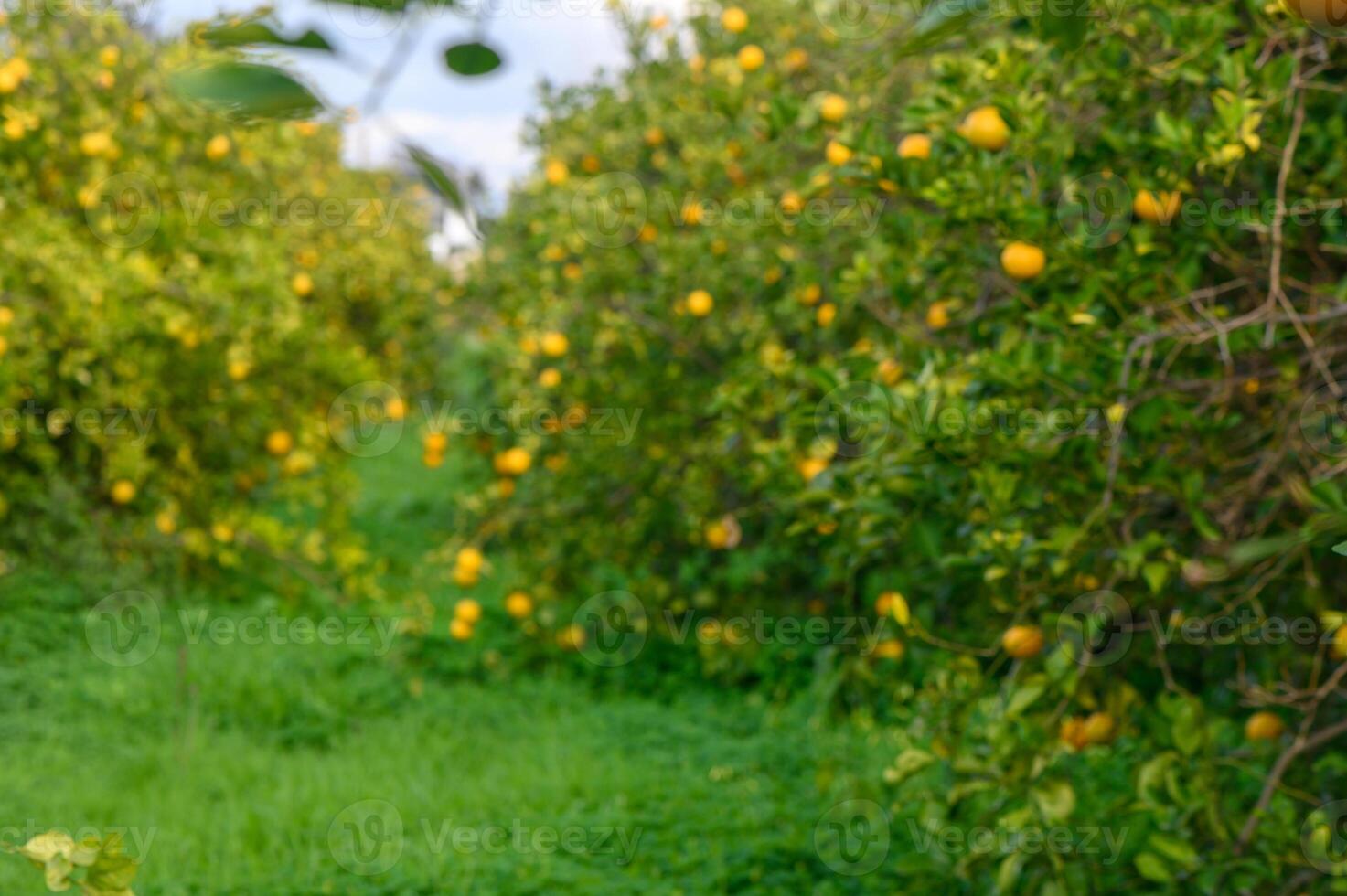 Vibrant citrus groves under a bright sky invite leisurely strolls among ripe fruits photo