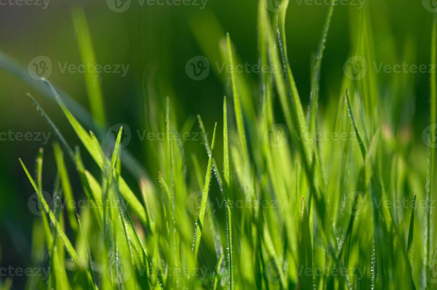 Lush green grass swaying gently in the warm sunlight of a peaceful afternoon garden. photo
