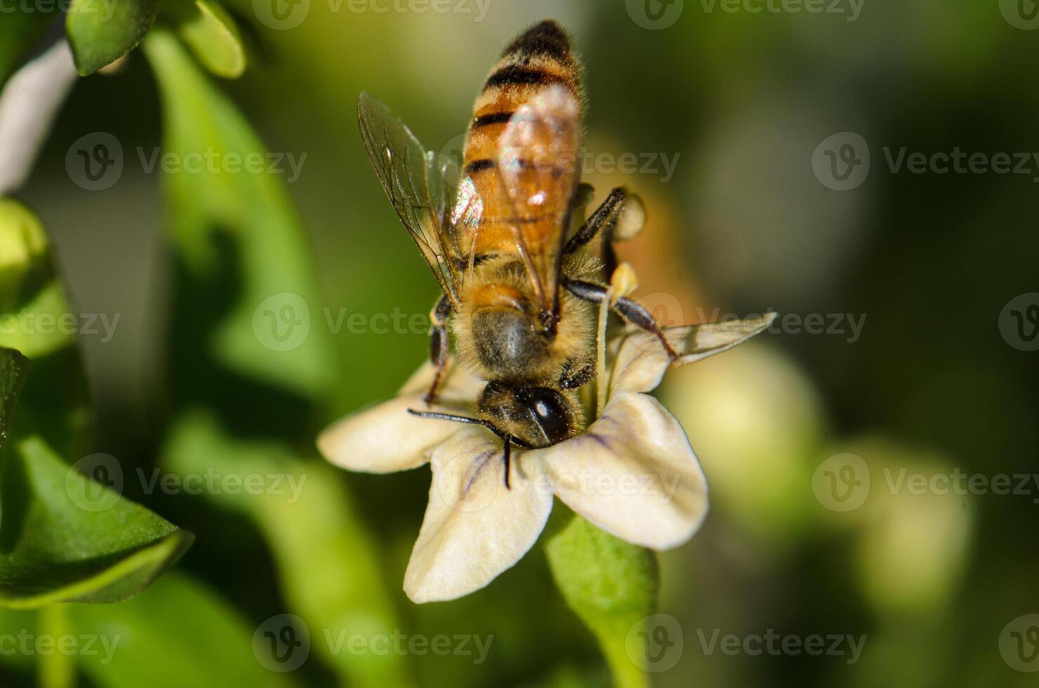 Bee collecting nectar from delicate white flower in a sunny garden photo