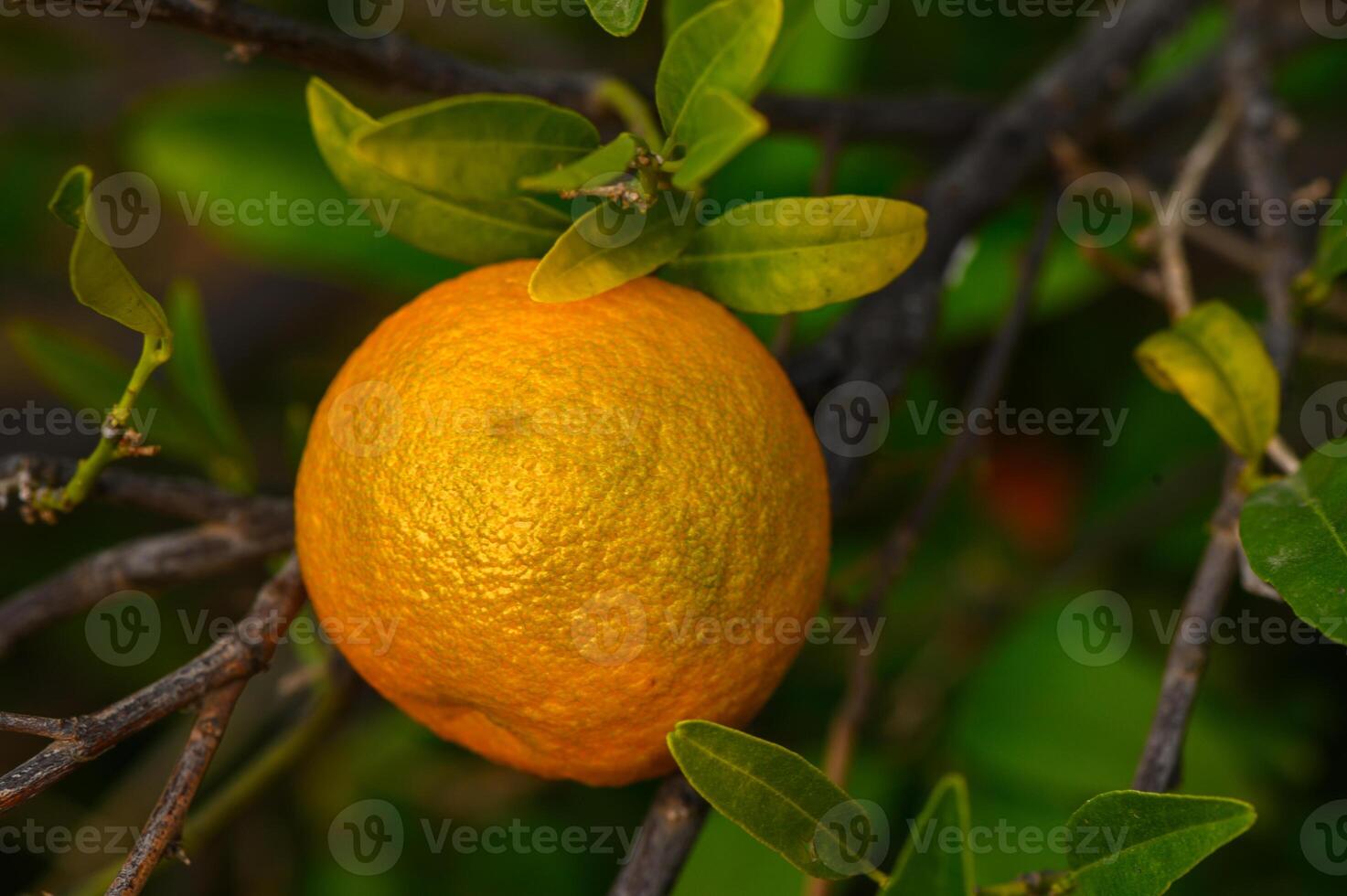 Bright orange fruit grows on a vibrant green tree in a sunny garden setting photo
