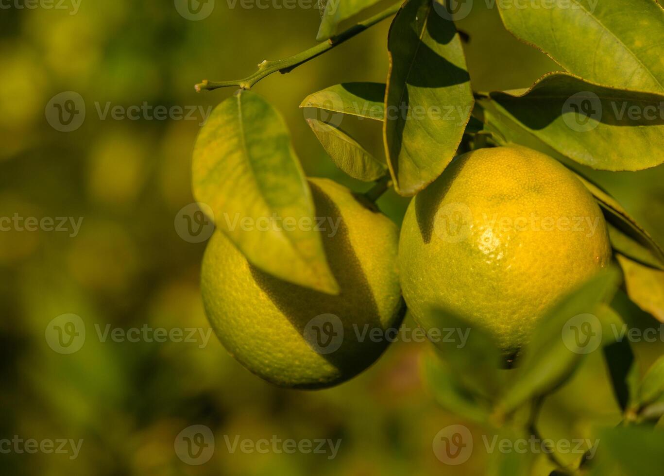 Vibrant green citrus fruits hanging from lush branches in a sunlit orchard setting. photo