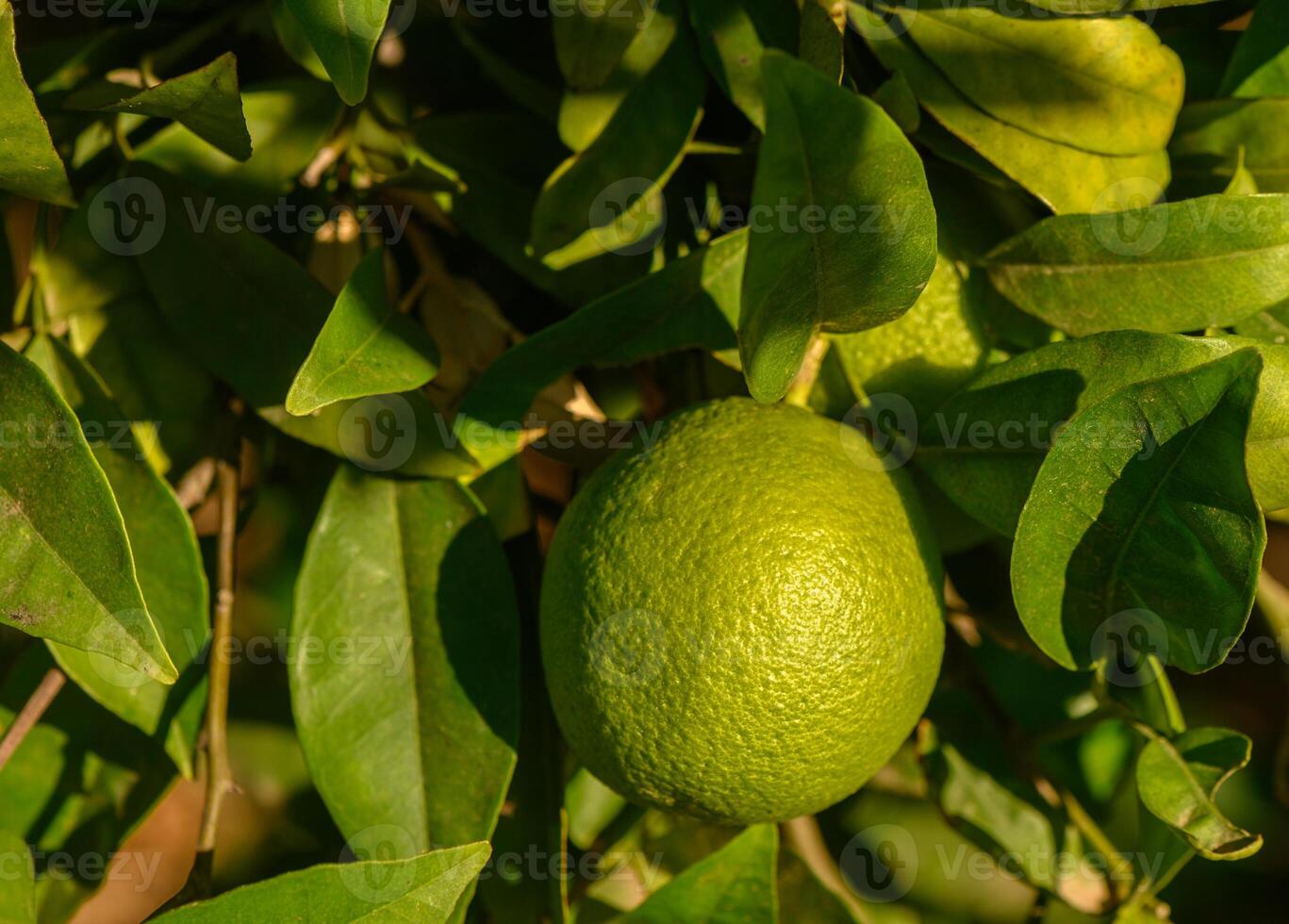 Vibrant green lime hanging from lush foliage in a sunlit garden. photo