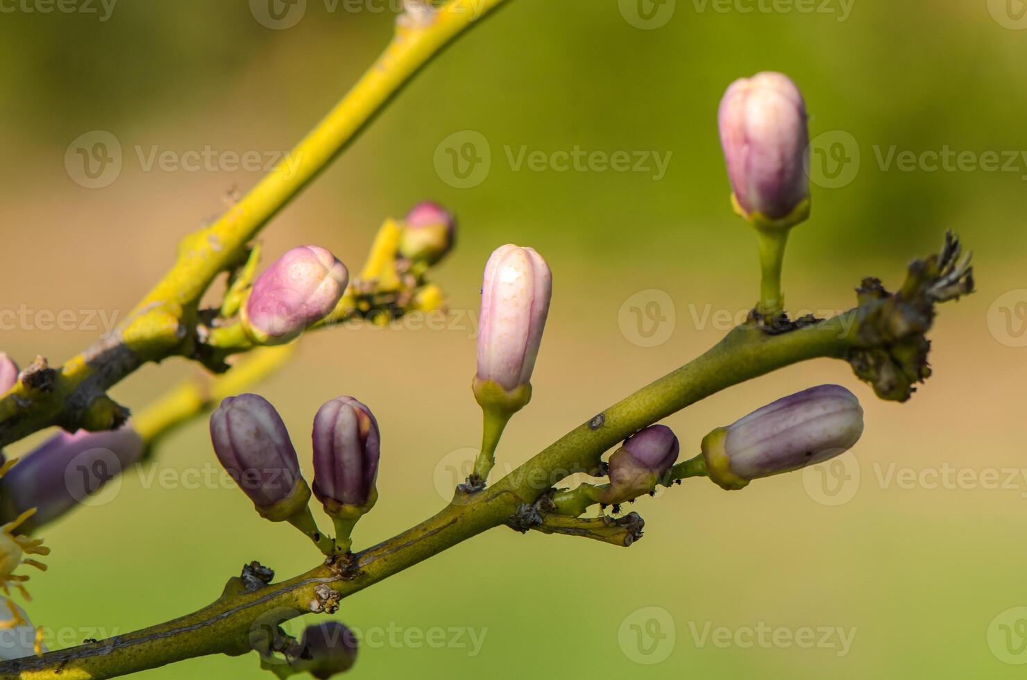 Vibrant spring buds emerging on a branch in a sunlit garden photo
