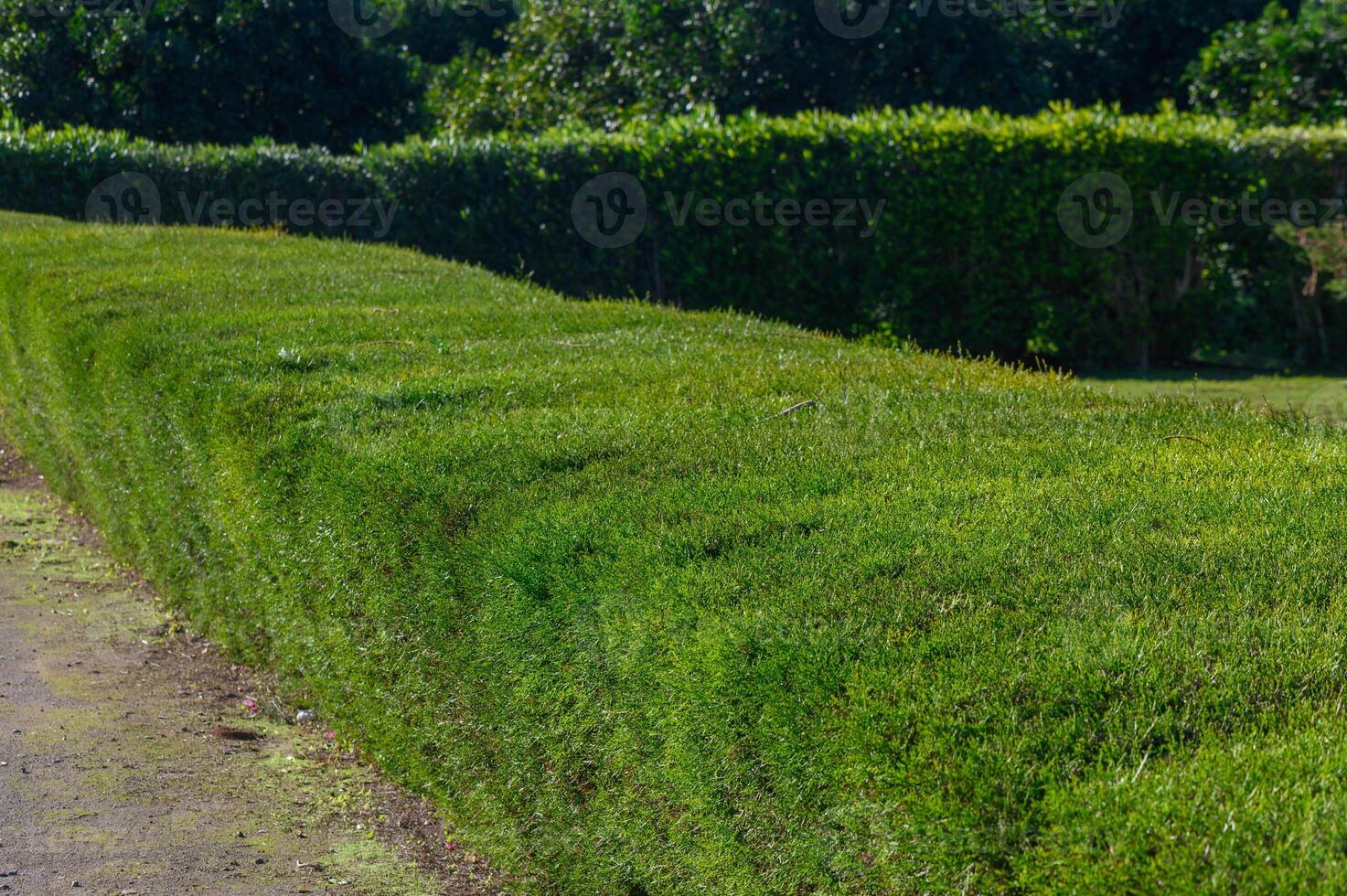 Lush green lawn curving along the pathway in a serene outdoor setting under bright sunlight. photo