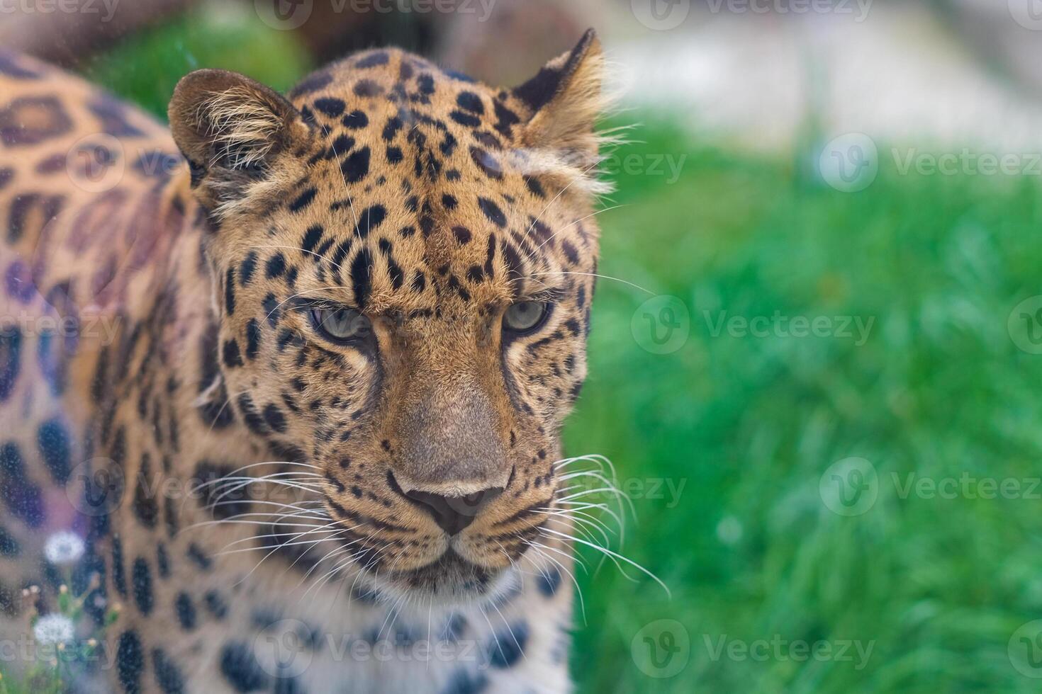 Close-up portrait of an Eurasian Lynx in a zoo photo