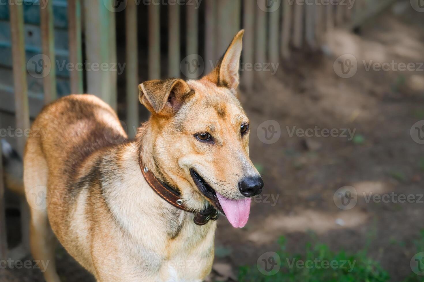 Kennel for animals a dog shelter Homeless dogs in cages animal enclosure autdoor photo
