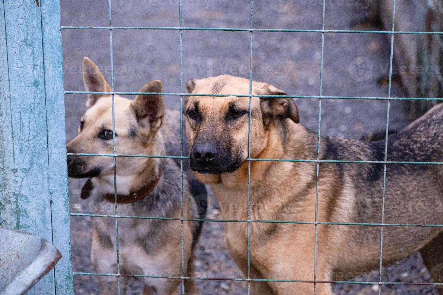 Kennel for animals a dog shelter Homeless dogs in cages animal enclosure autdoor photo