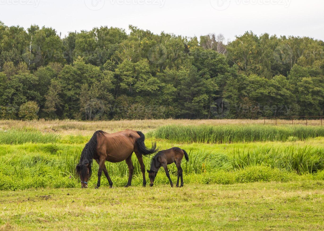 Horse with a foal on the meadow photo