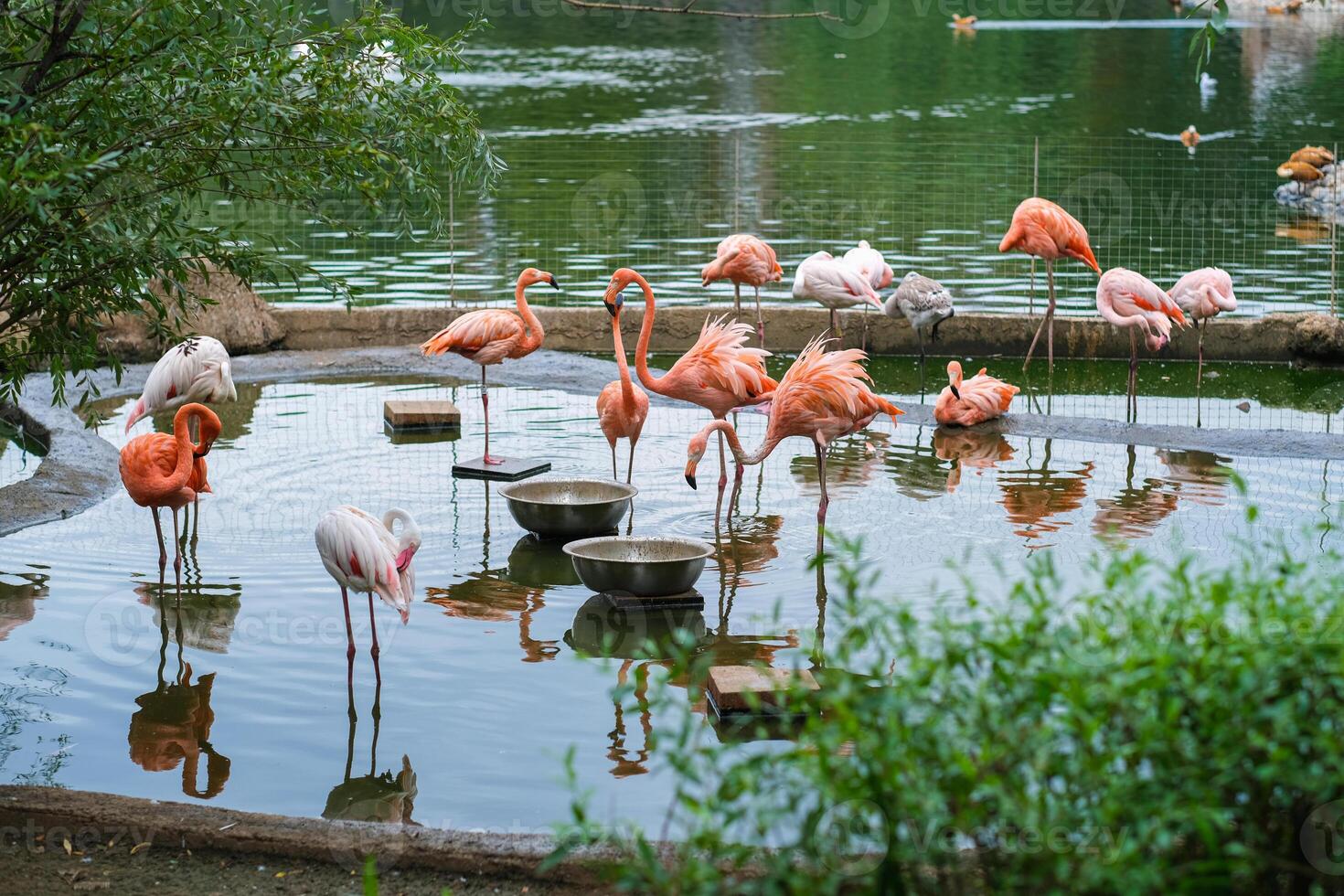 pink flamingo standing in water photo