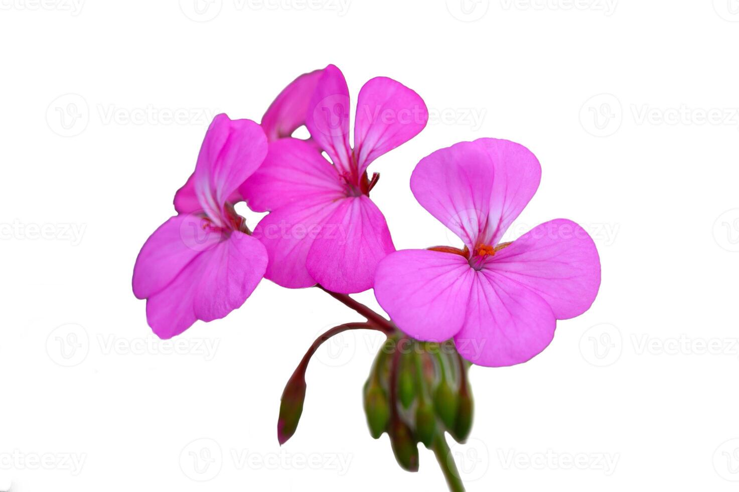 Vibrant pink flowers bloom against a clean background in a delicate display of nature beauty photo